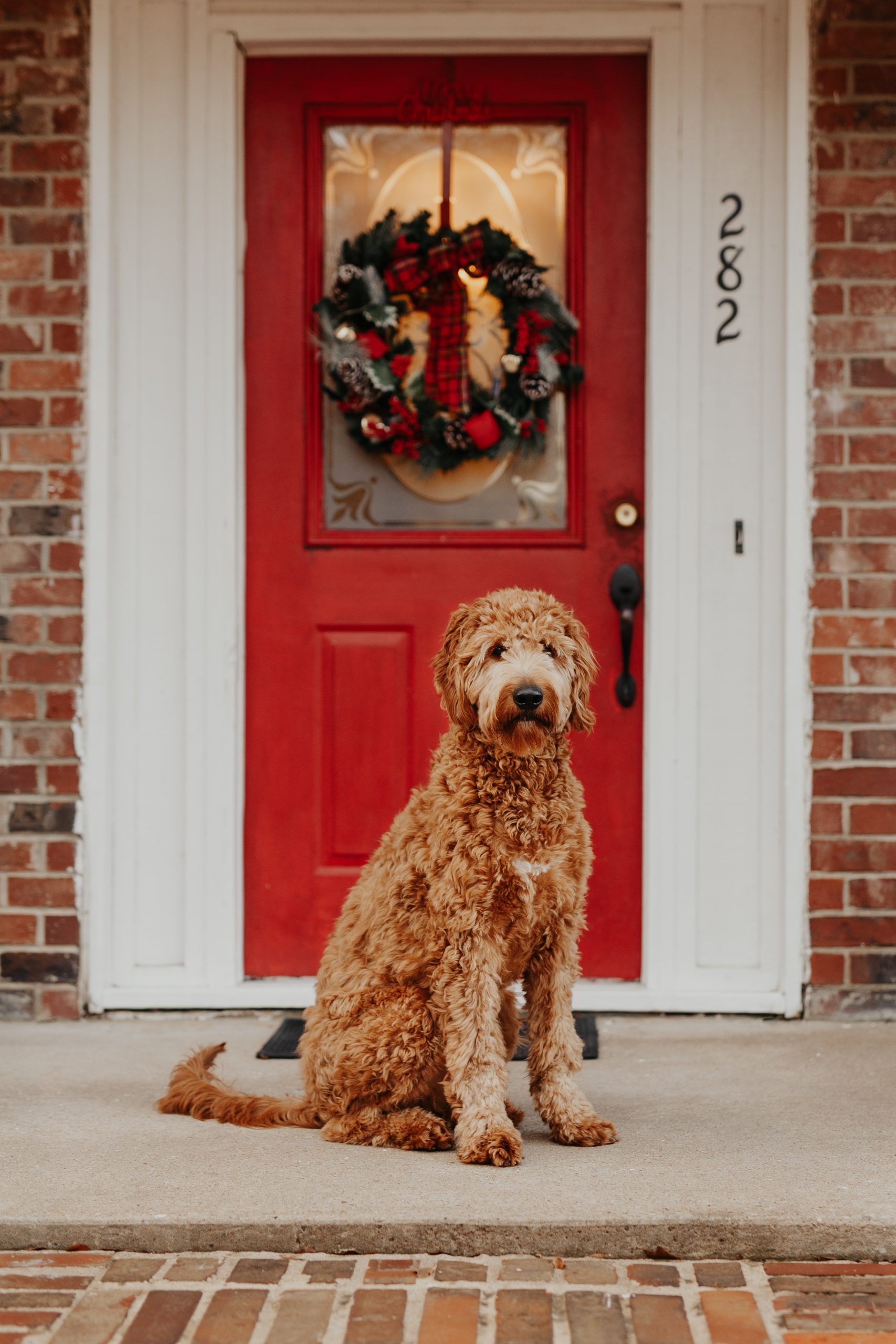 The Ultimate Guide to Goldendoodles: Traits, Sizes, and Care Tips