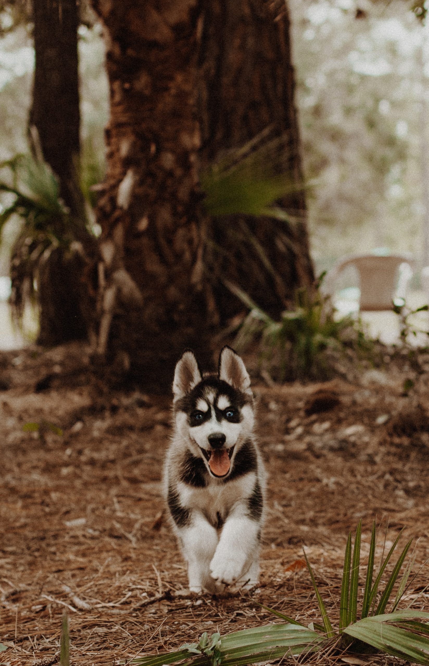 The Siberian Husky: A Fascinating History, Distinctive Traits, and Care Tips