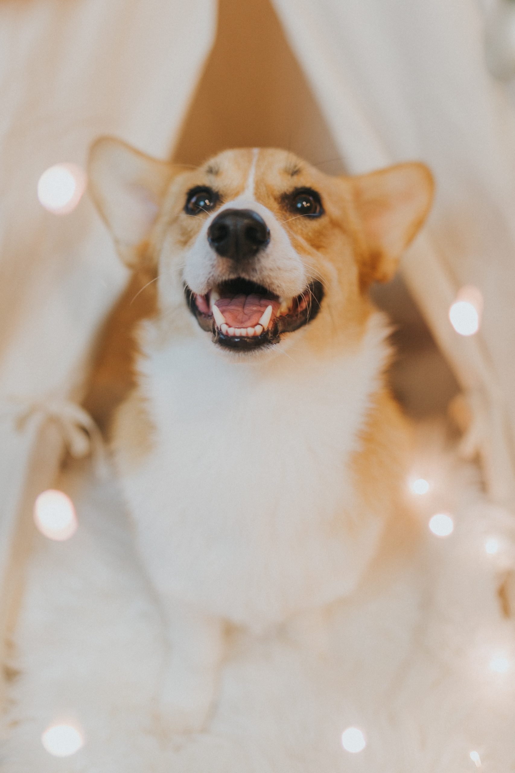 The Complete Guide to Corgis: History, Care, and Charm