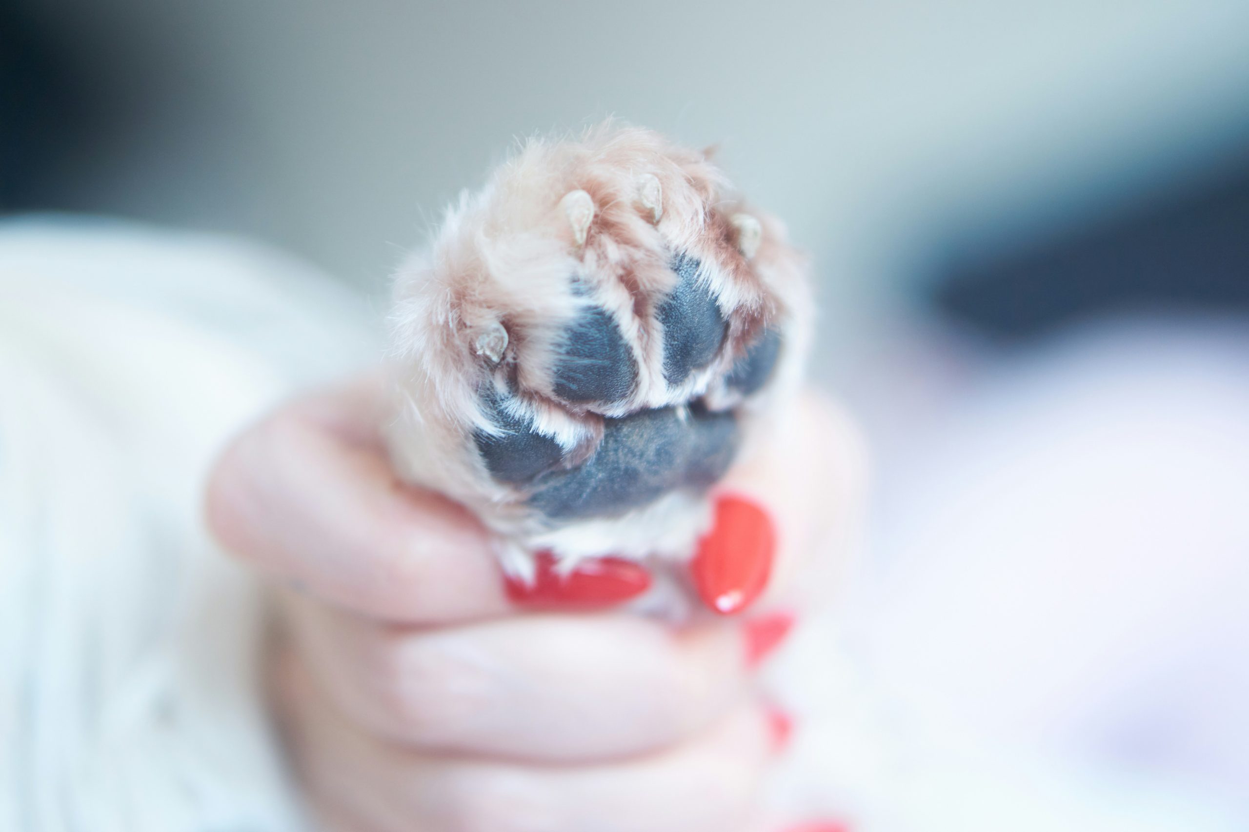The Ultimate Guide to Safe and Effective Dog Nail Trimming