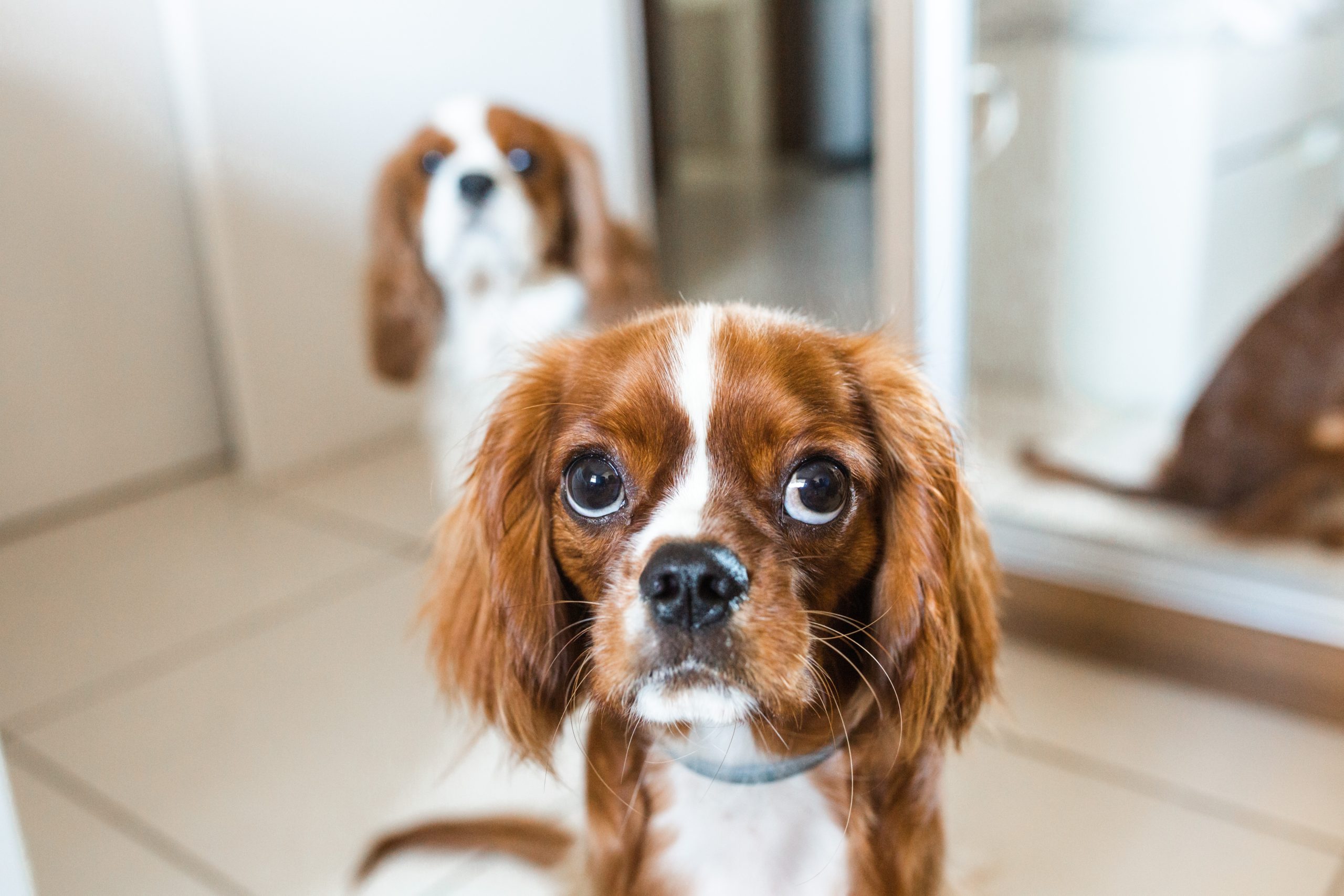 The Complete Guide to Cavalier King Charles Spaniels: History, Care, and Training Tips