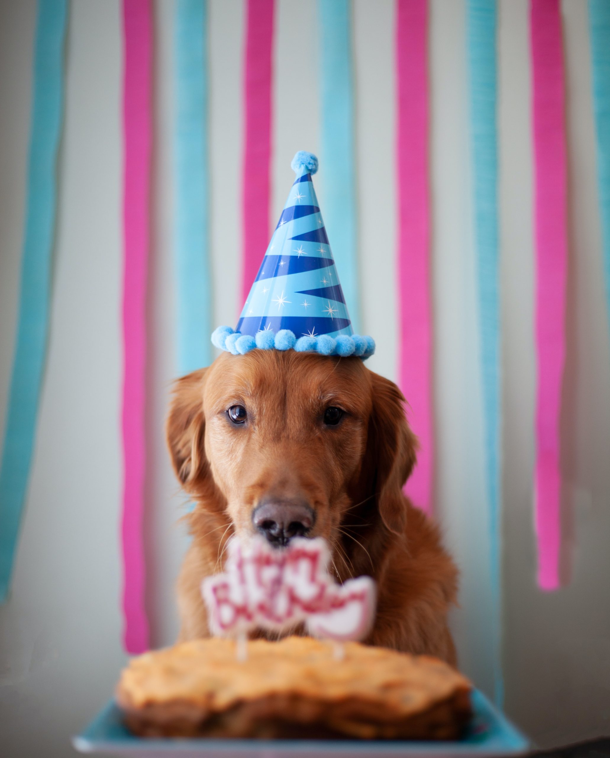 Planning and Hosting a Memorable Dog Birthday Celebration