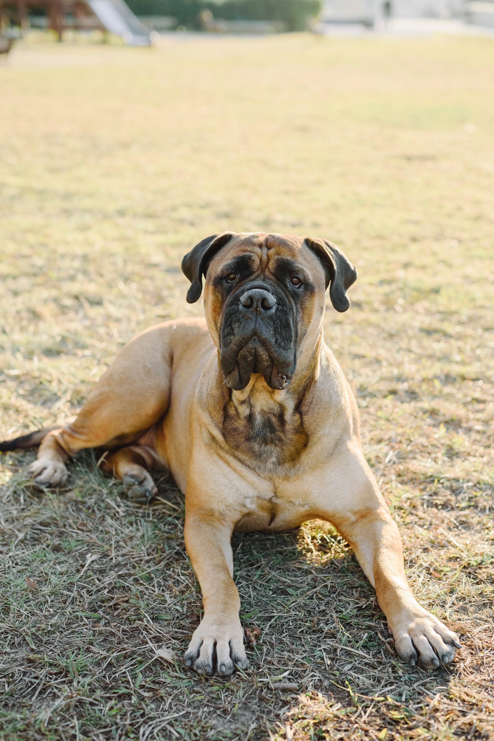 The Bullmastiff: A Complete Guide to History, Care, and Training