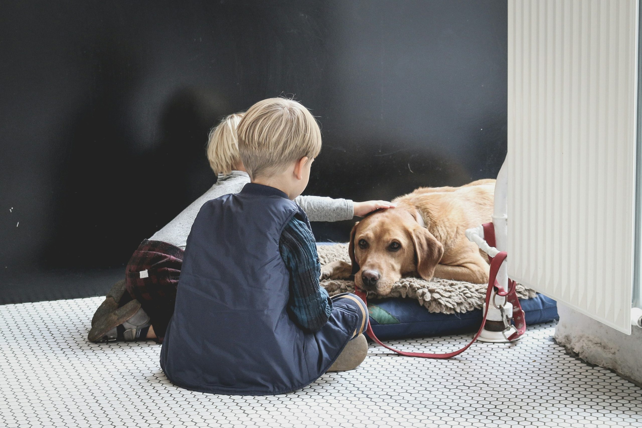 The Transformative Power of Dogs in Childrens Therapy