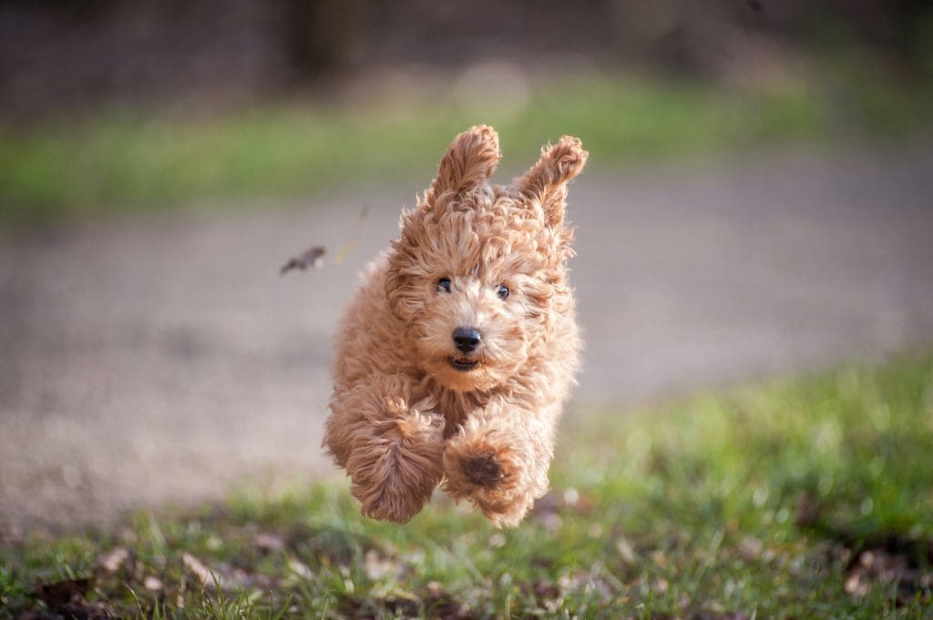 Training dog to walk on leash outdoors, playful puppy in motion