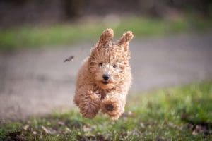 Training dog to walk on leash outdoors, playful puppy in motion
