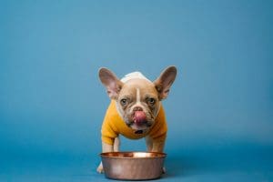 Dog training Albany puppy practicing food bowl manners 