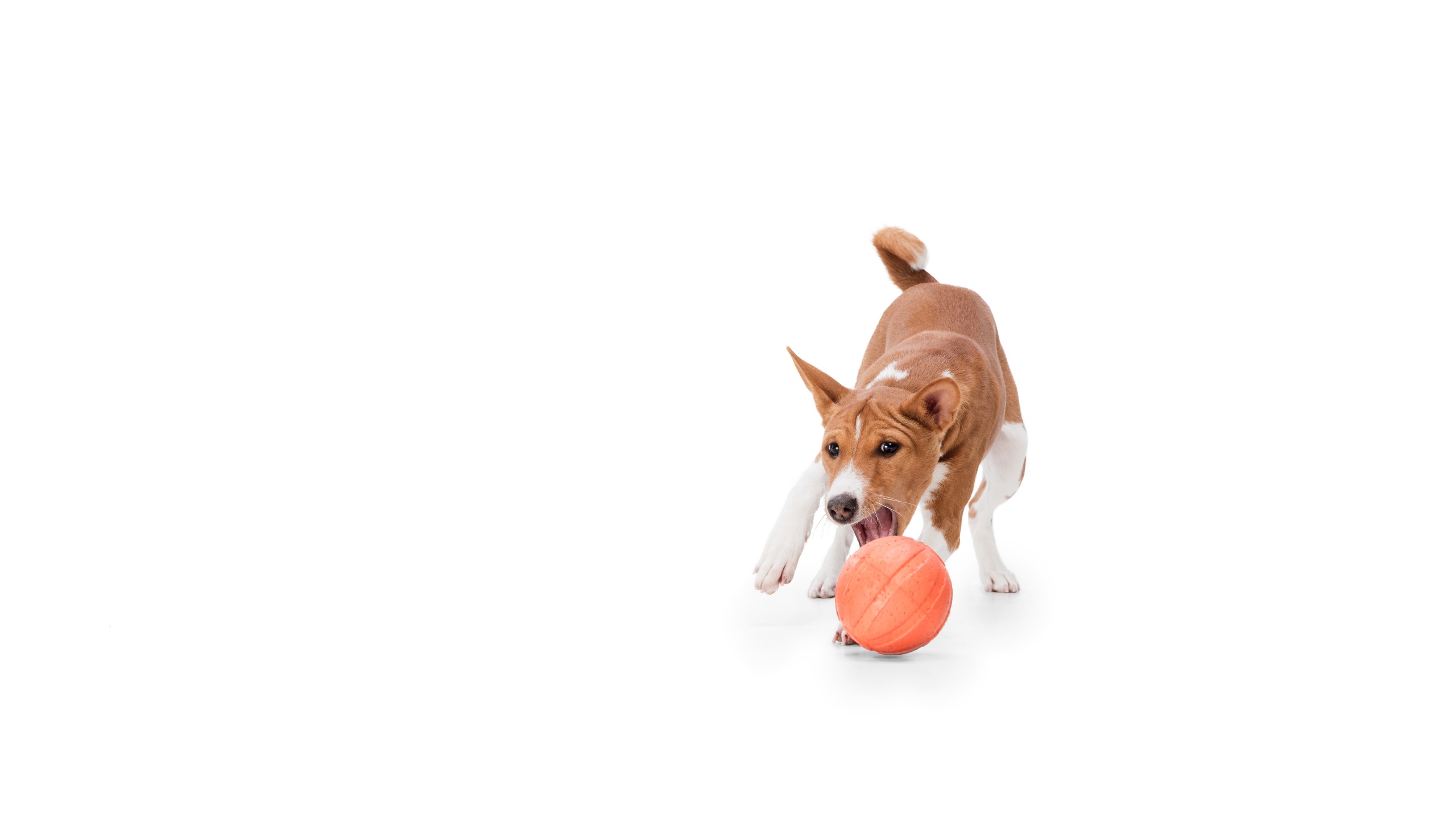 How to Teach Your Dog to "Leave It" or Drop Items

