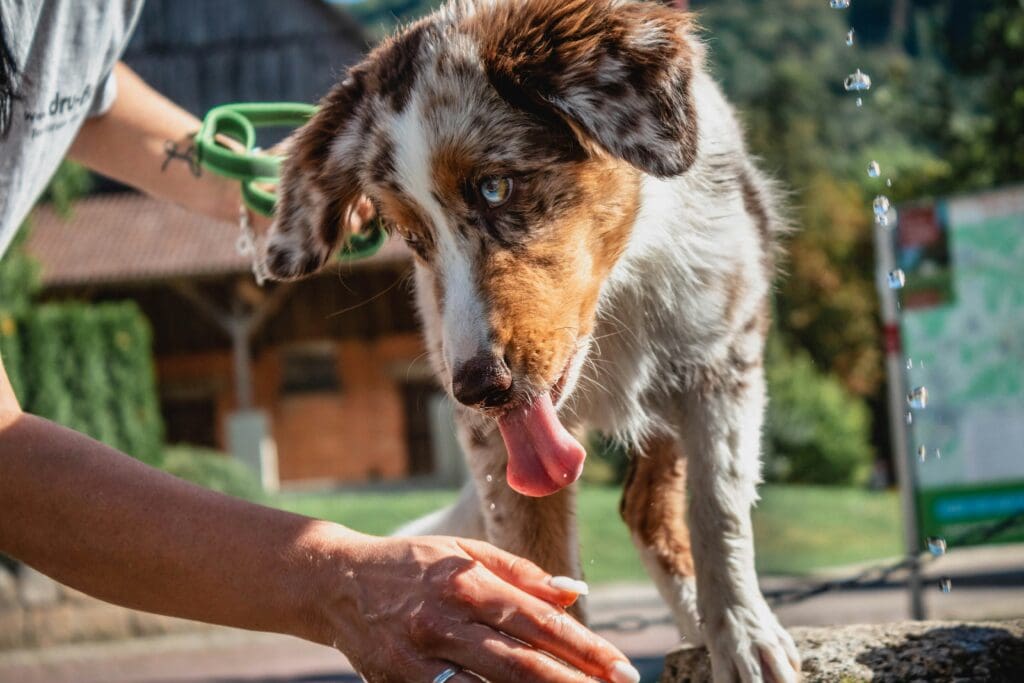 Eco-Friendly Grooming Products for Dogs
