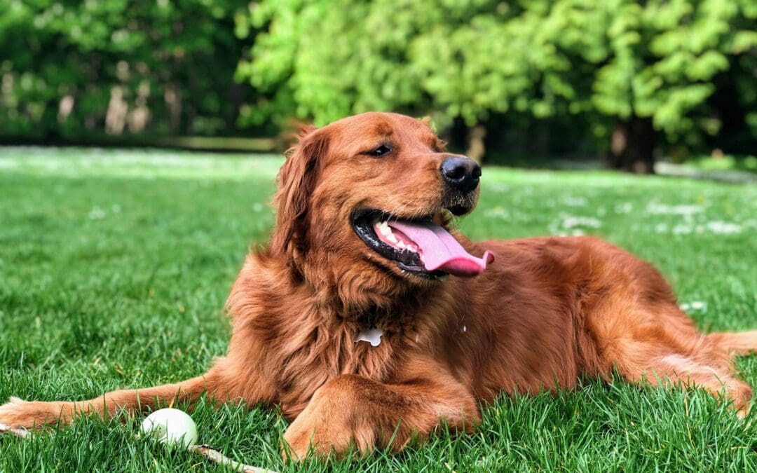 Reactive Dog Training: Steps to Help Dogs React Less on Walks