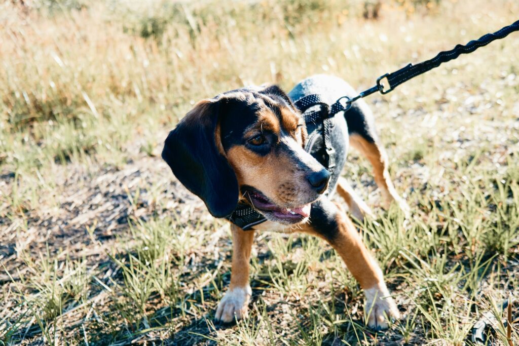 Springtime Flea & Tick Prevention: Essential Tips for Dog Owners