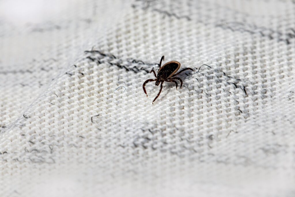 Springtime Flea & Tick Prevention: Essential Tips for Dog Owners