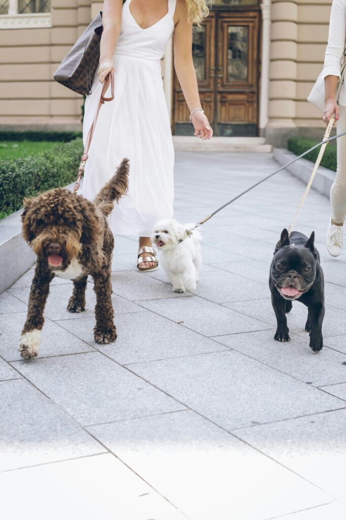 The Benefits of Pack Walks for You and Your Dog