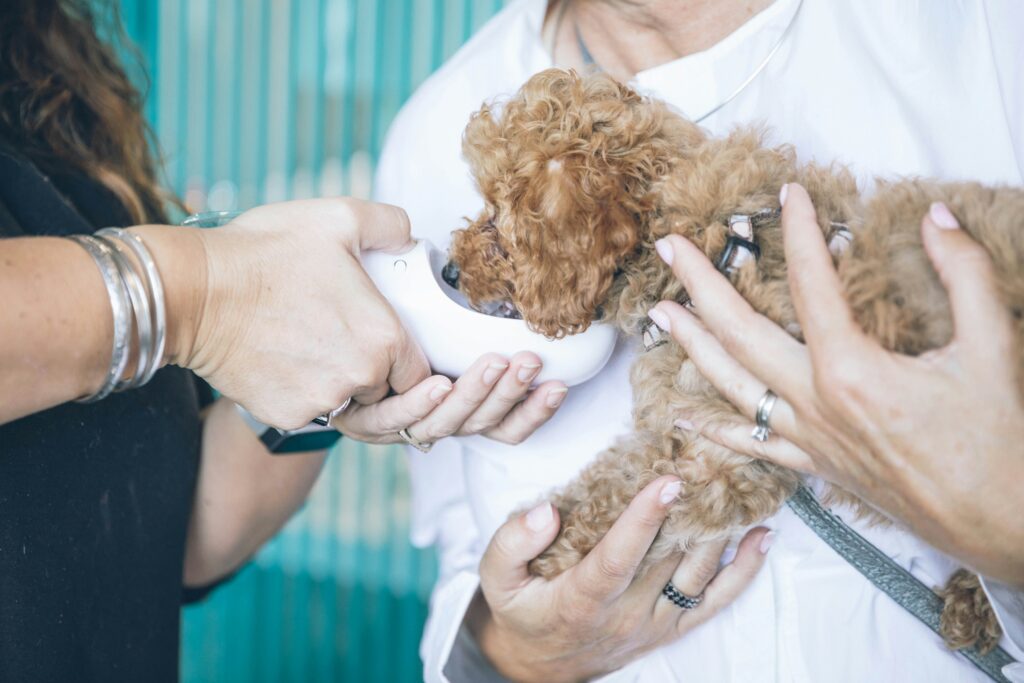 Dog First-Aid Basics: What Every Pet Owner Should Know
