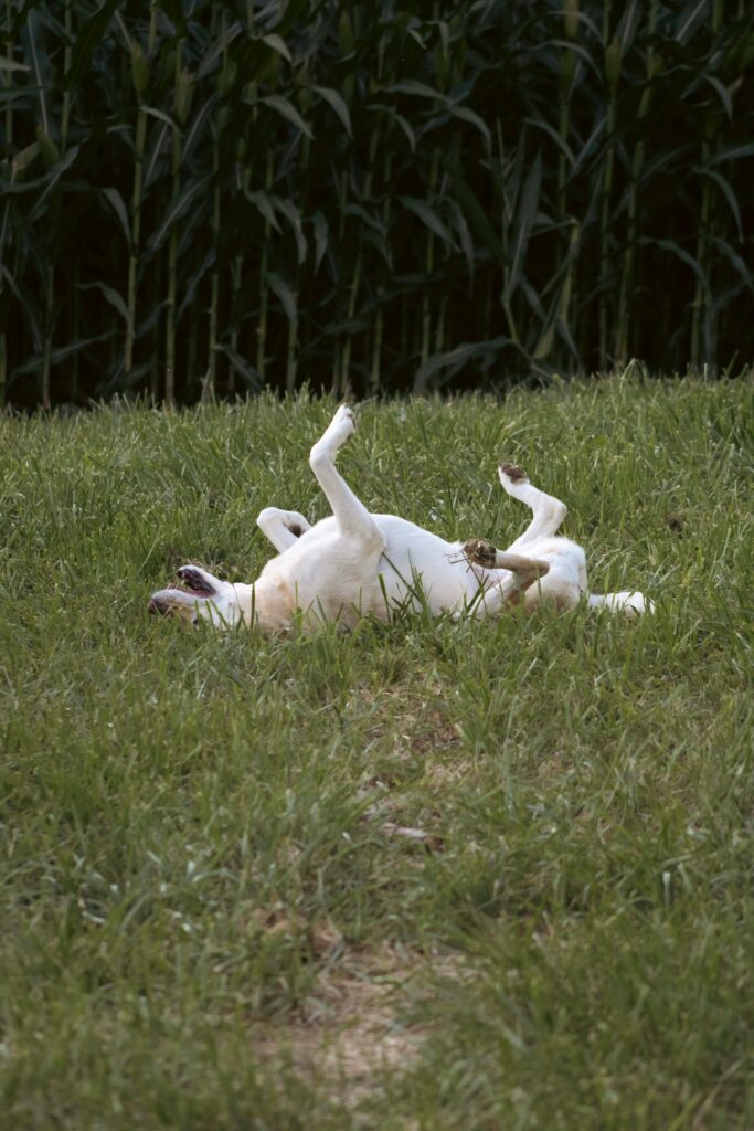 Why Do Dogs Roll in Grass?