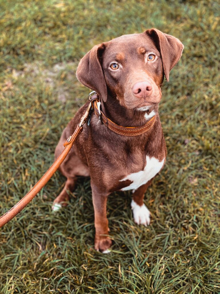 Dog Walking Etiquette: How to Be a Responsible Pet Owner