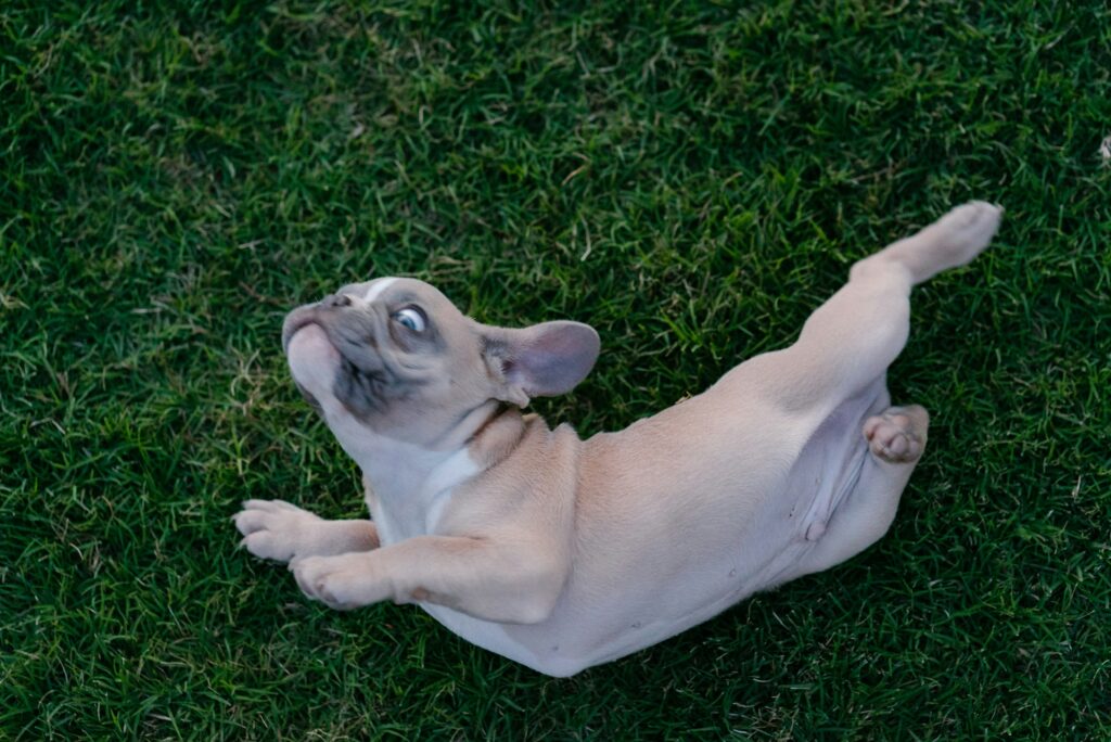 Why Do Dogs Roll in Grass?