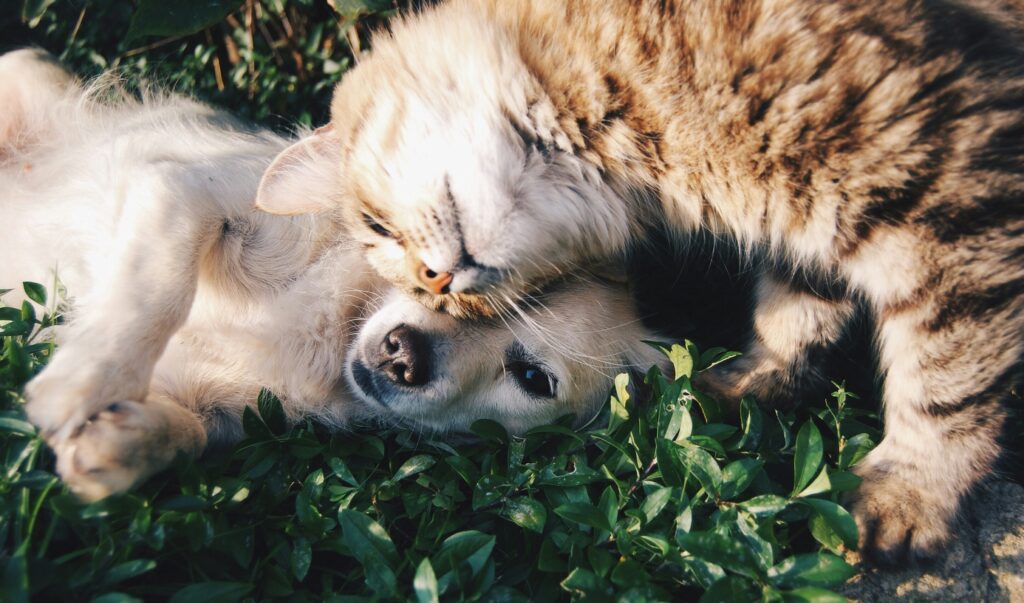 Springtime Flea & Tick Prevention: Essential Tips for Dog Owners