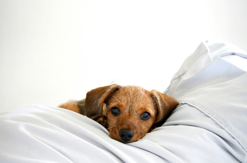 Dog First-Aid Basics: What Every Pet Owner Should Know