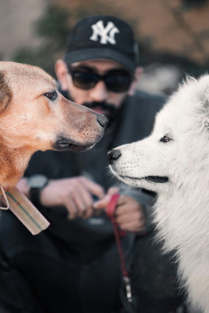 The Benefits of Pack Walks for You and Your Dog