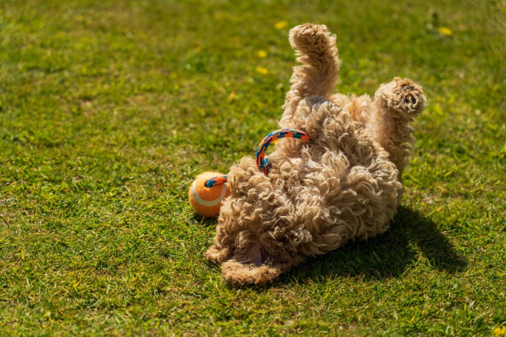 Why Do Dogs Roll in Grass?