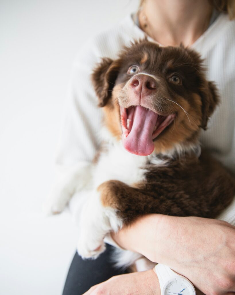 Dog First-Aid Basics: What Every Pet Owner Should Know