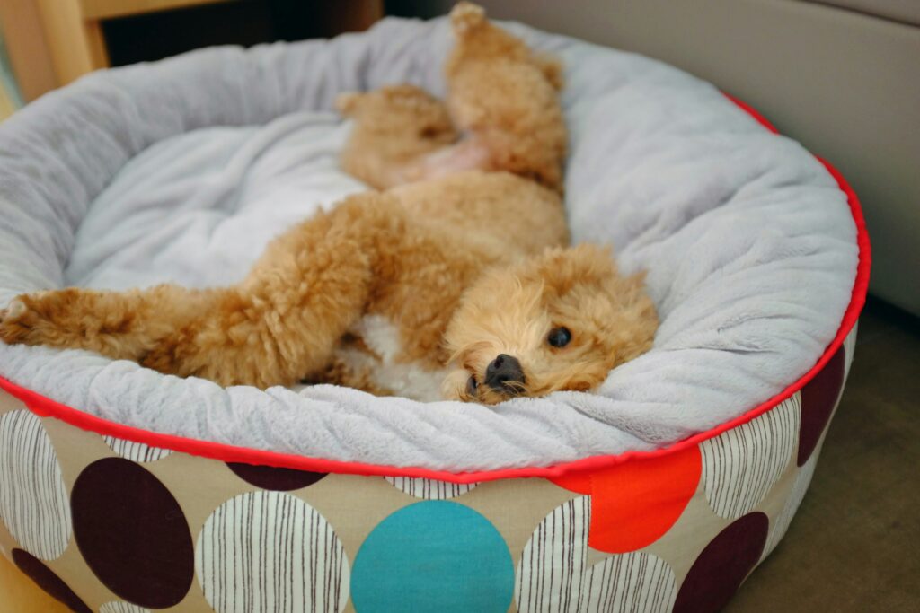 Why Elevated Dog Beds Are a Game-Changer: Benefits of Sleeping Off the Ground