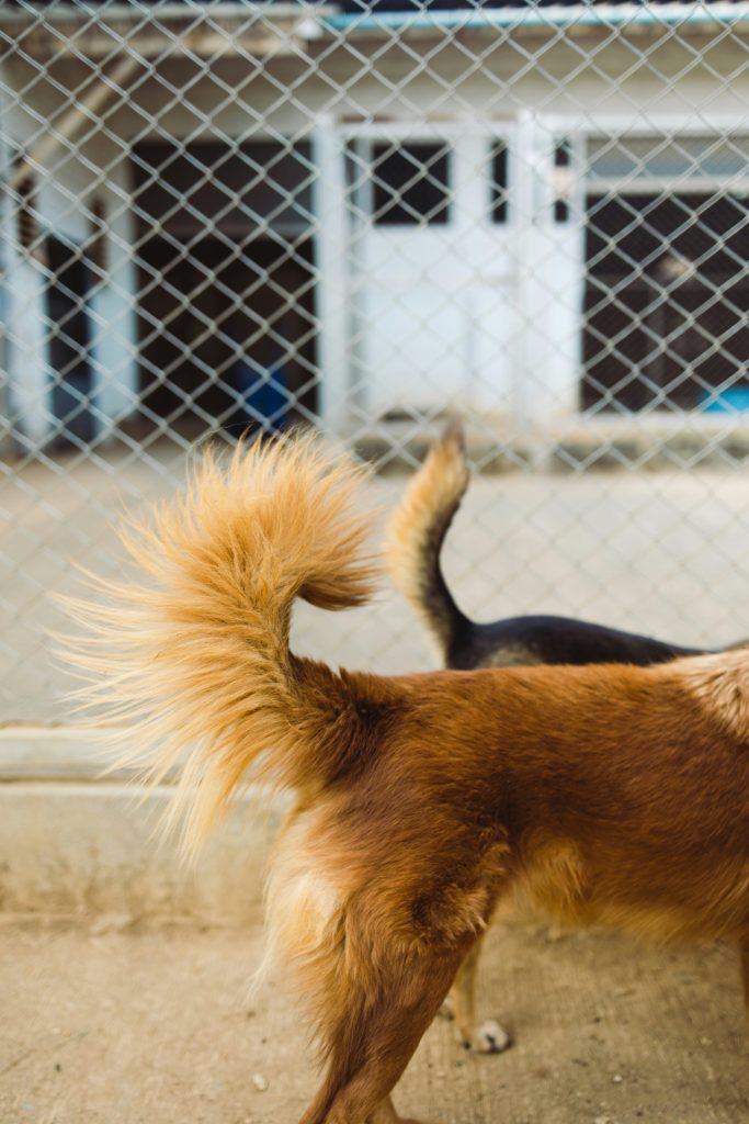 Why Do Dogs Have Tails? The Surprising Reasons Behind This Wagging Wonder