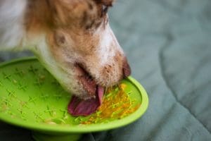 Healthy Food Additives to Help Your Dog Gain Weight