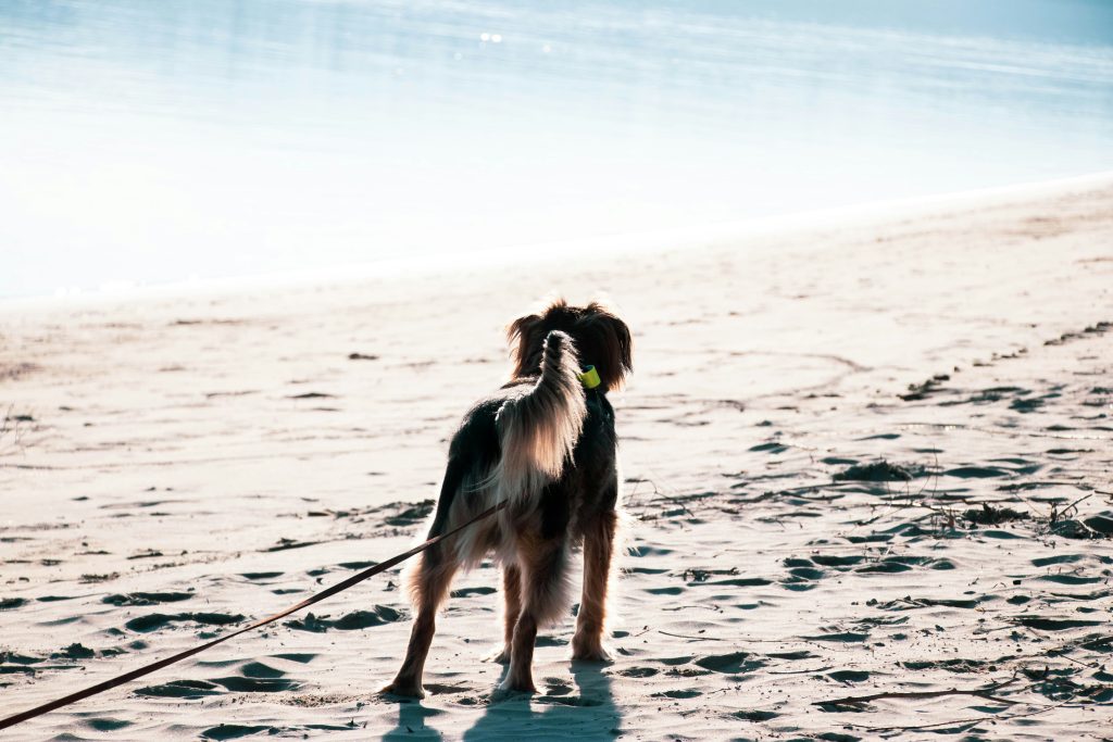 Why Do Dogs Have Tails? The Surprising Reasons Behind This Wagging Wonder