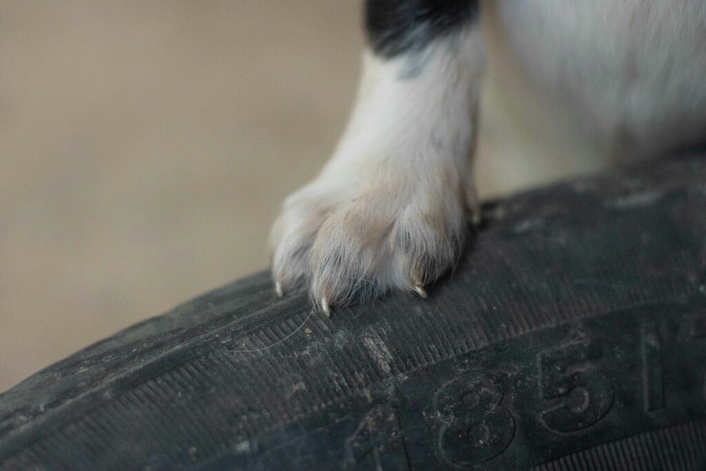 The Importance of Keeping Your Dog’s Nails Trimmed Short