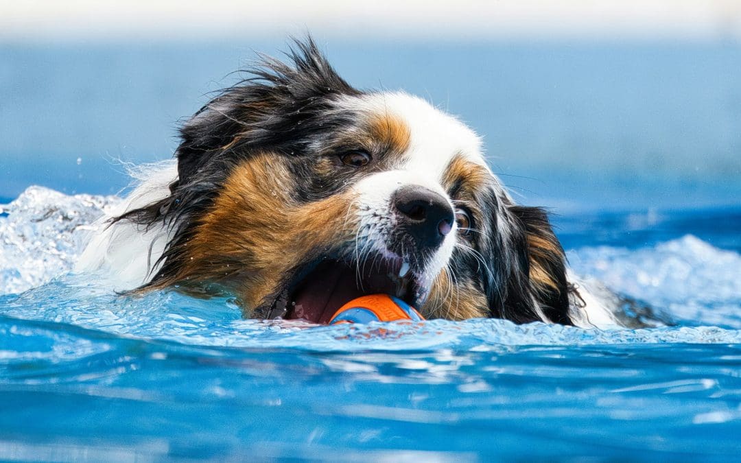 All About Dogs: What Every Owner Should Know