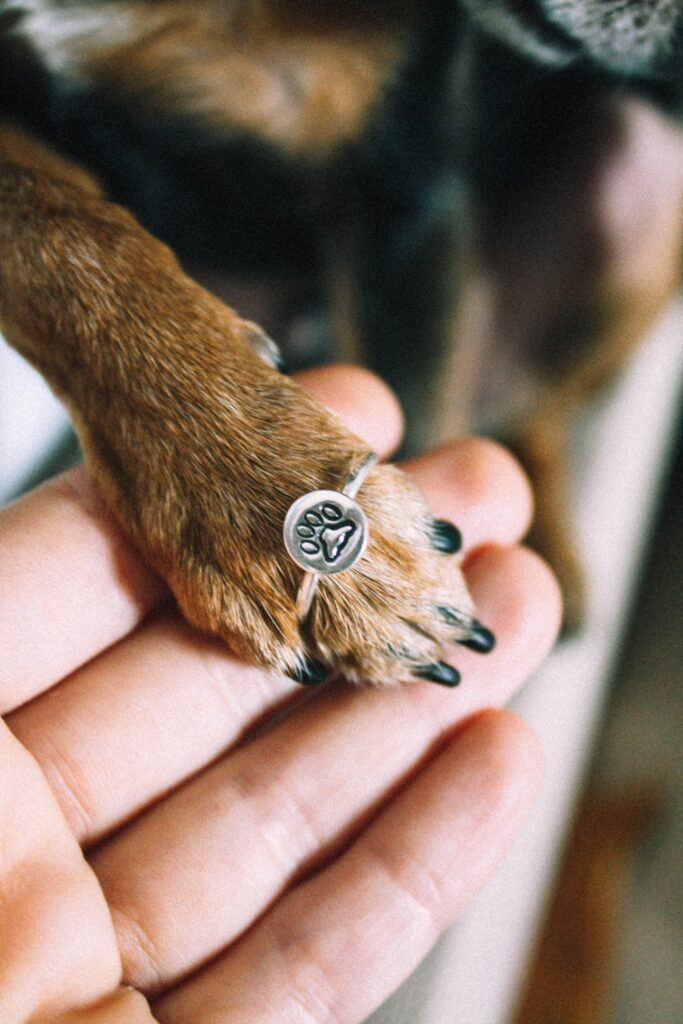 The Importance of Keeping Your Dog’s Nails Trimmed Short