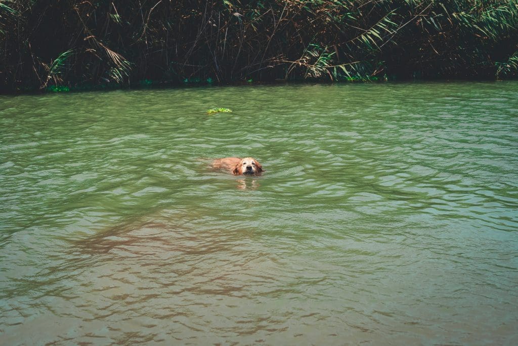 Making a Splash: The Surprising Benefits of Swimming for Dogs