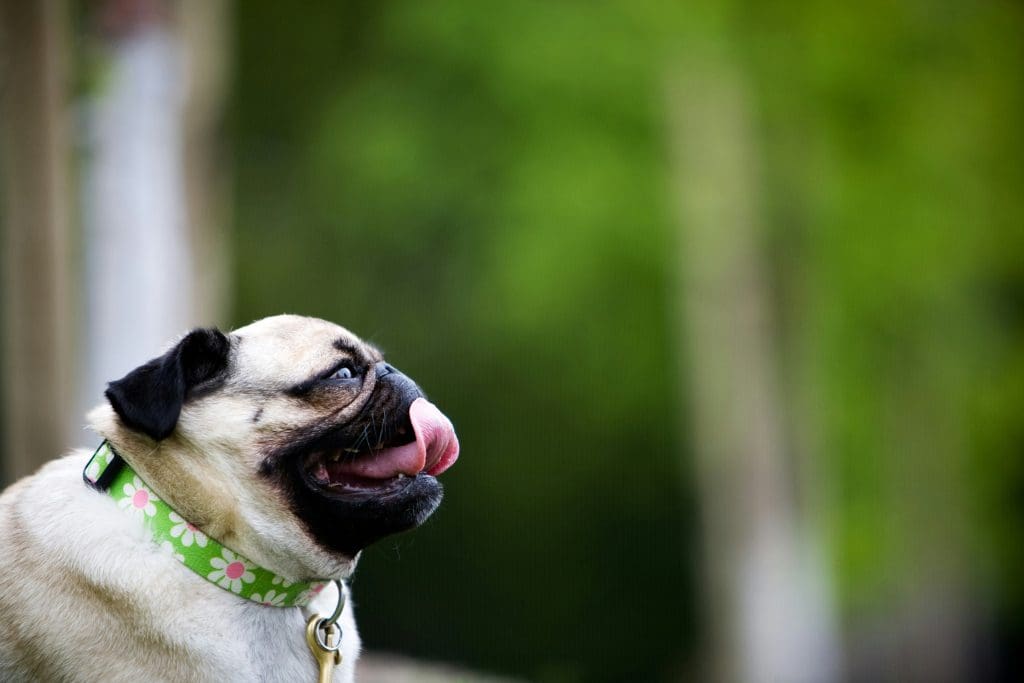 Why Do Dogs Pant? Understanding Your Pet’s Natural Cooling System