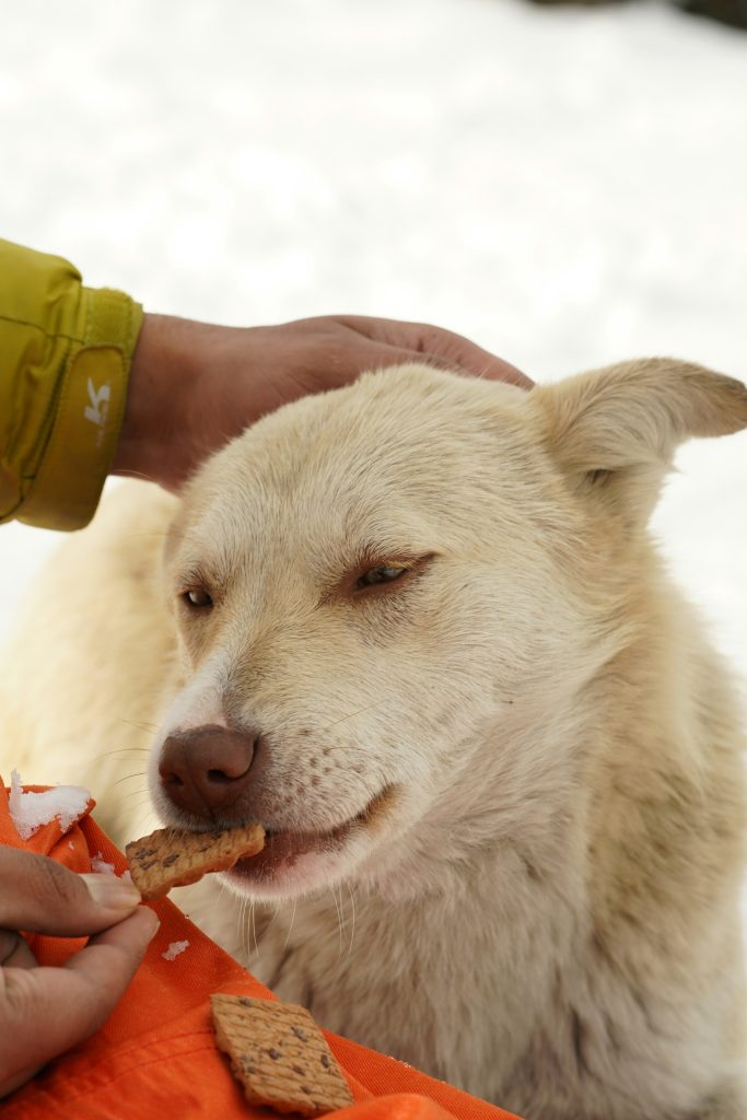 Healthy Food Additives to Help Your Dog Gain Weight