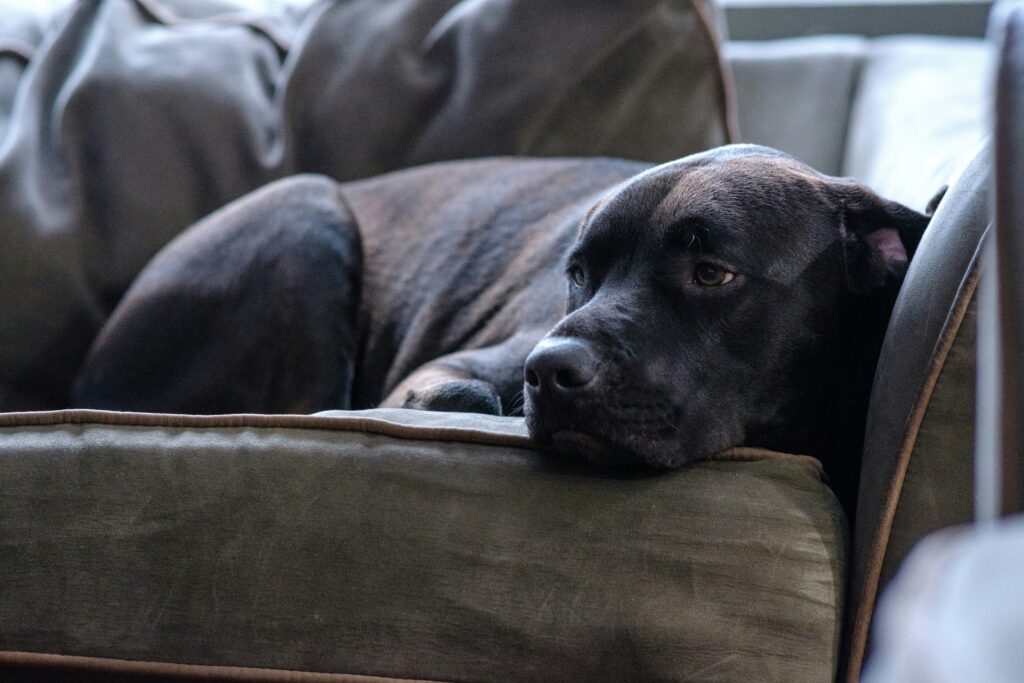 Why Elevated Dog Beds Are a Game-Changer: Benefits of Sleeping Off the Ground