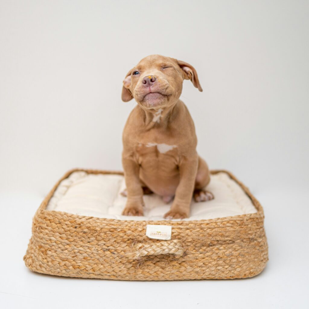 Why Elevated Dog Beds Are a Game-Changer: Benefits of Sleeping Off the Ground