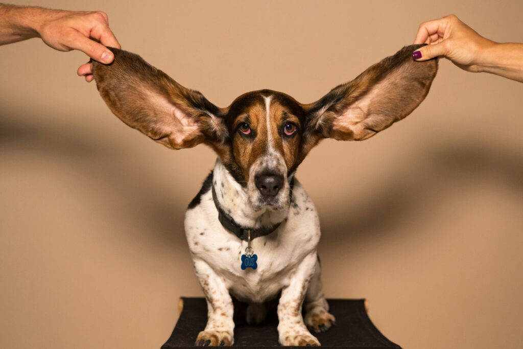 Why Dog Ear Hygiene Matters: Preventing Infections and Discomfort