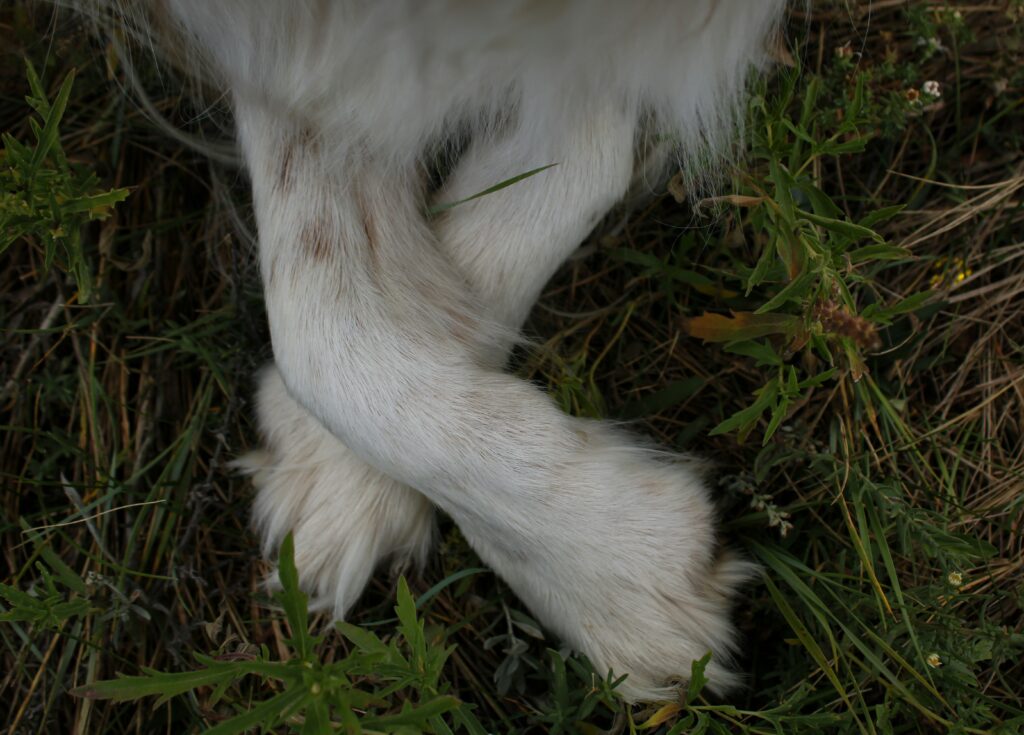 The Importance of Keeping Your Dog’s Nails Trimmed Short