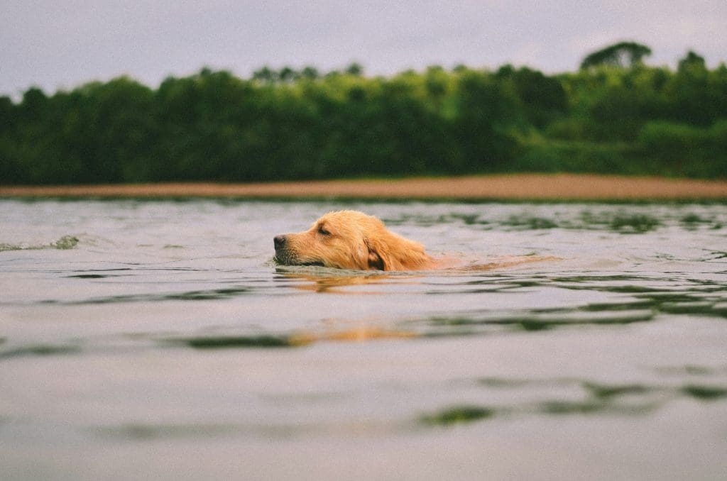 Making a Splash: The Surprising Benefits of Swimming for Dogs