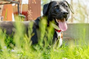 Happy black dog panting outdoors in sunny green grass