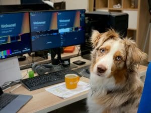 Dog sitting at a desk with computer monitors, looking attentively, indoor office setting
