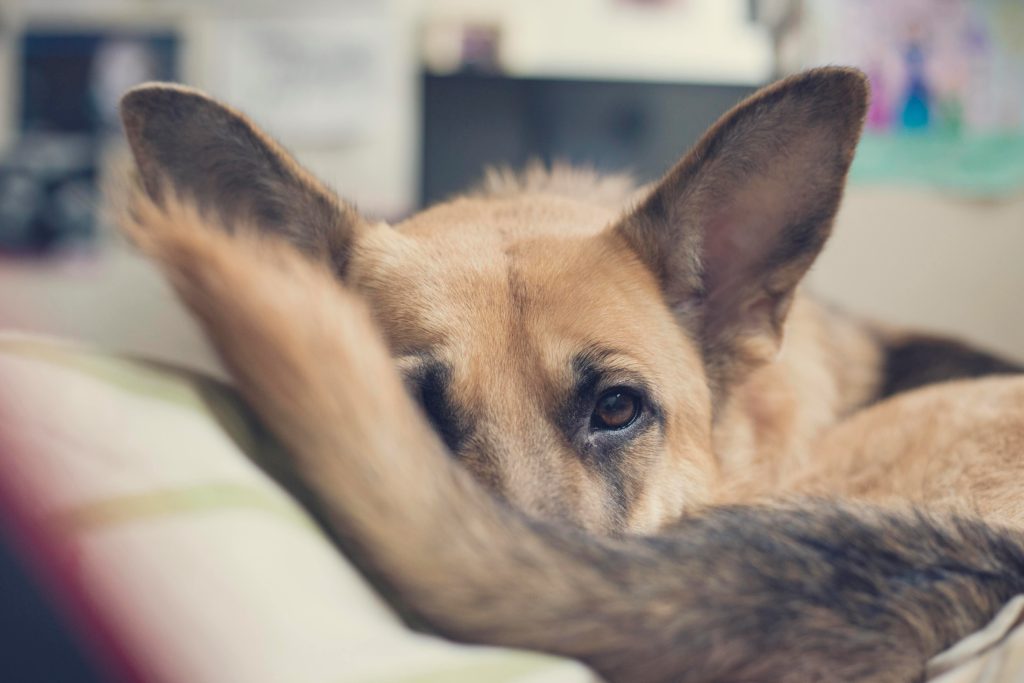 Why Do Dogs Have Tails? The Surprising Reasons Behind This Wagging Wonder