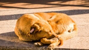 Dog training Albany dog resting calmly outdoors on pavement 