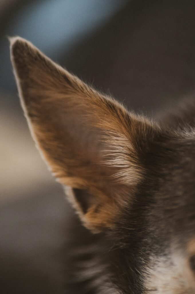 Why Dog Ear Hygiene Matters: Preventing Infections and Discomfort