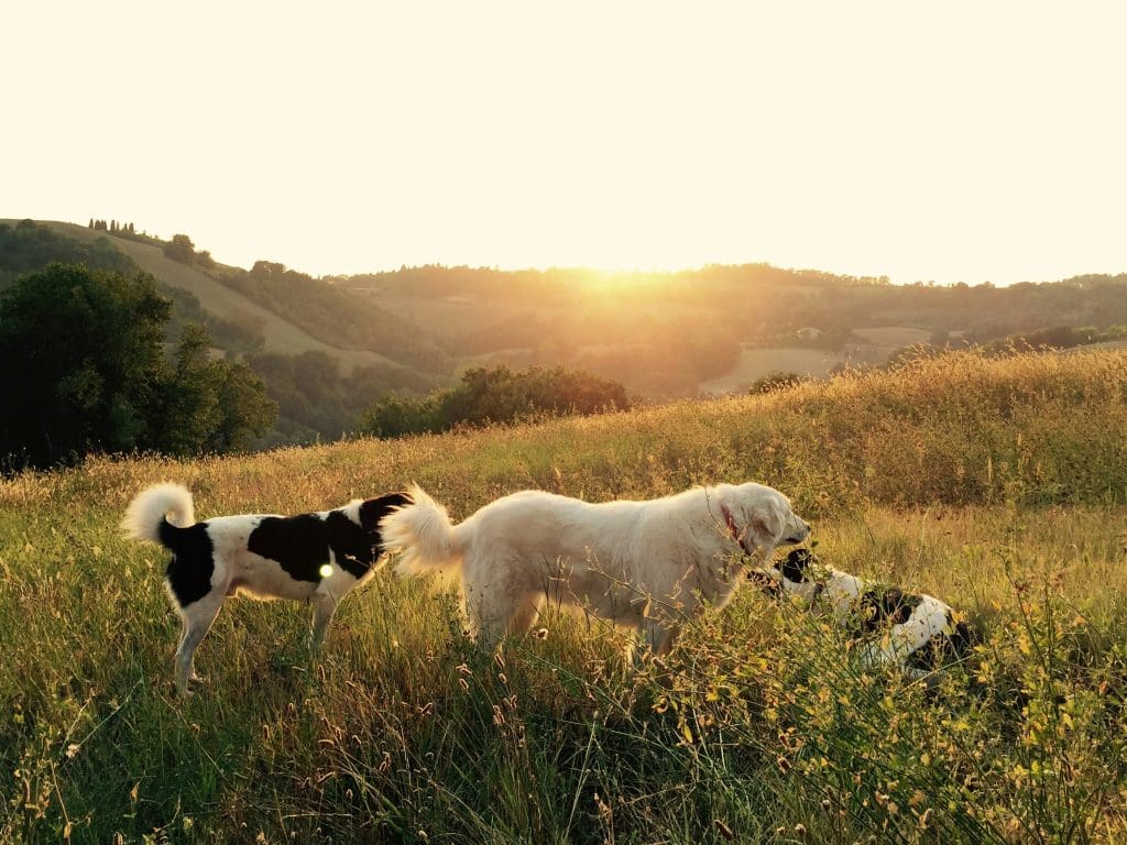 Creating a Calm and Present Home for Your Dog