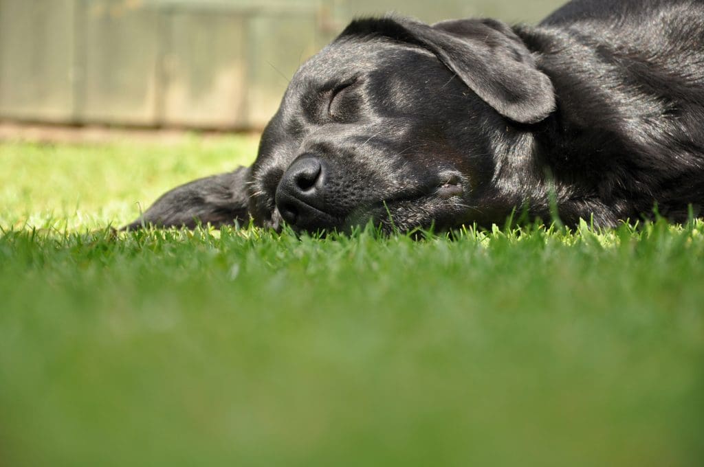 How to Use Exercise to Calm Your Dog