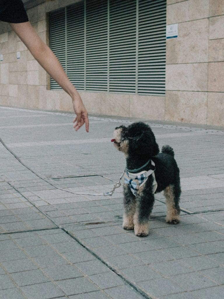 Crate Training Tips Every Dog Owner Should Know