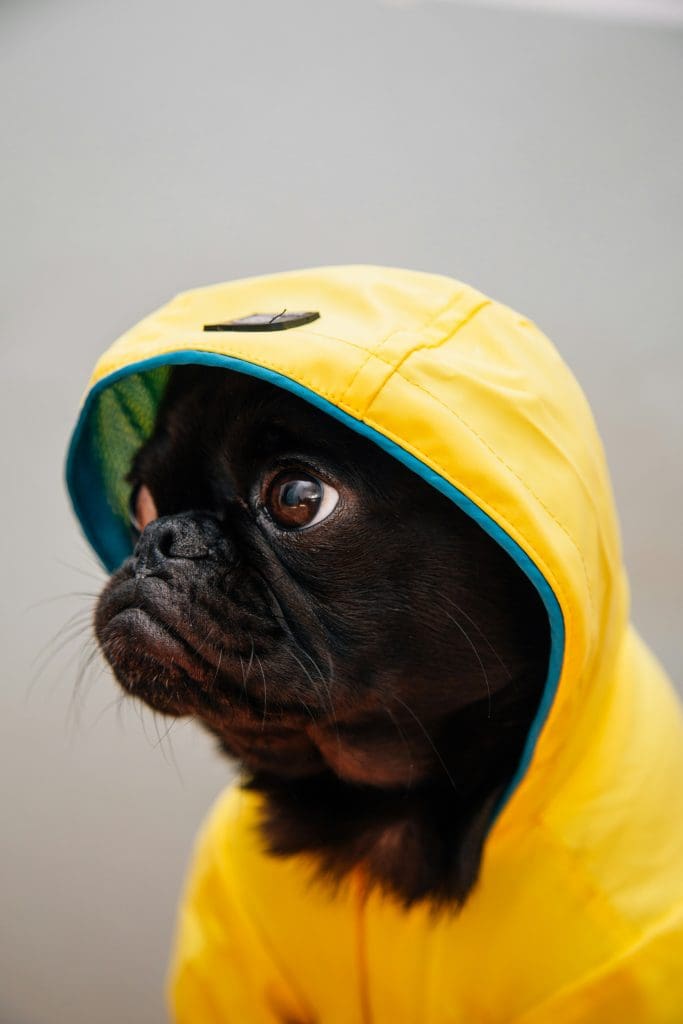 How Dogs Adapt to Cold Weather